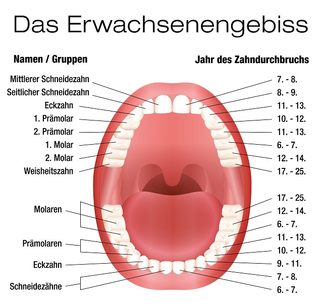 Erwachsenengebiss