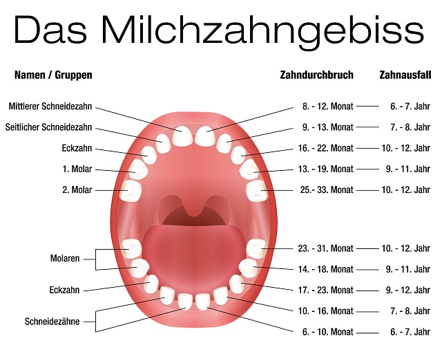 Milchzahngebiss