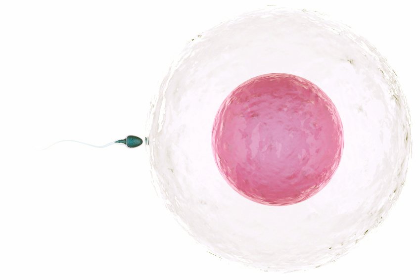 Hier den Geburtstermin berechnen bei IVF, IUI oder ICSI.