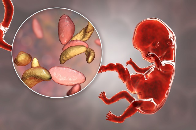 Toxoplasmose in der Schwangerschaft